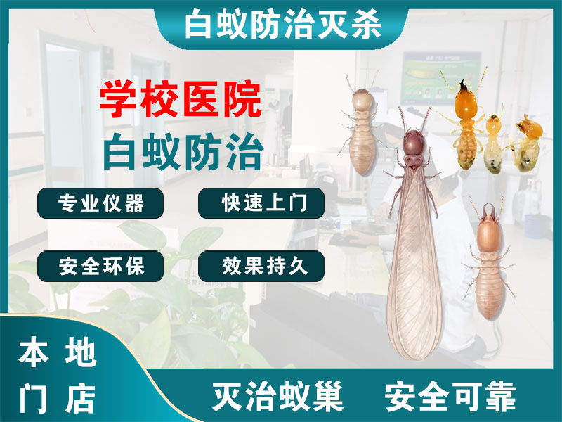 金山区学校医院白蚁防治