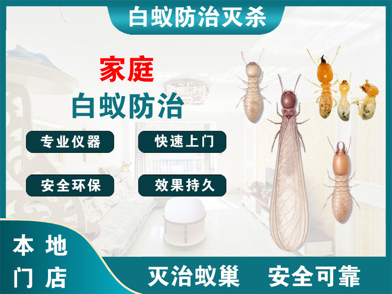 金山区家庭白蚁防治