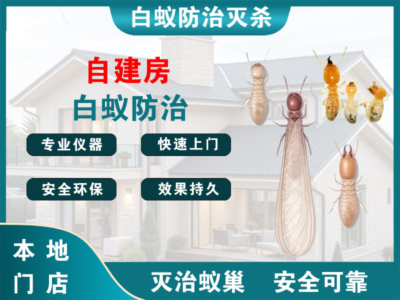 金山区自建房白蚁防治