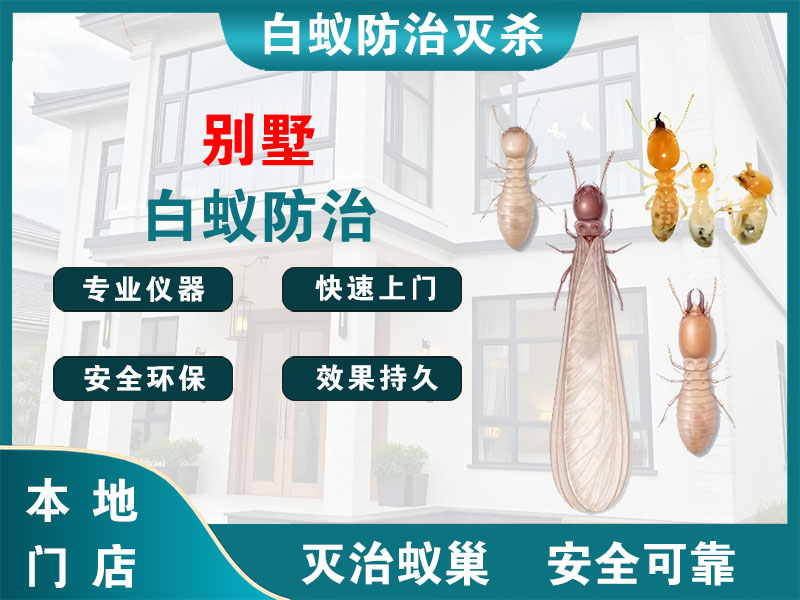 金山区别墅白蚁防治