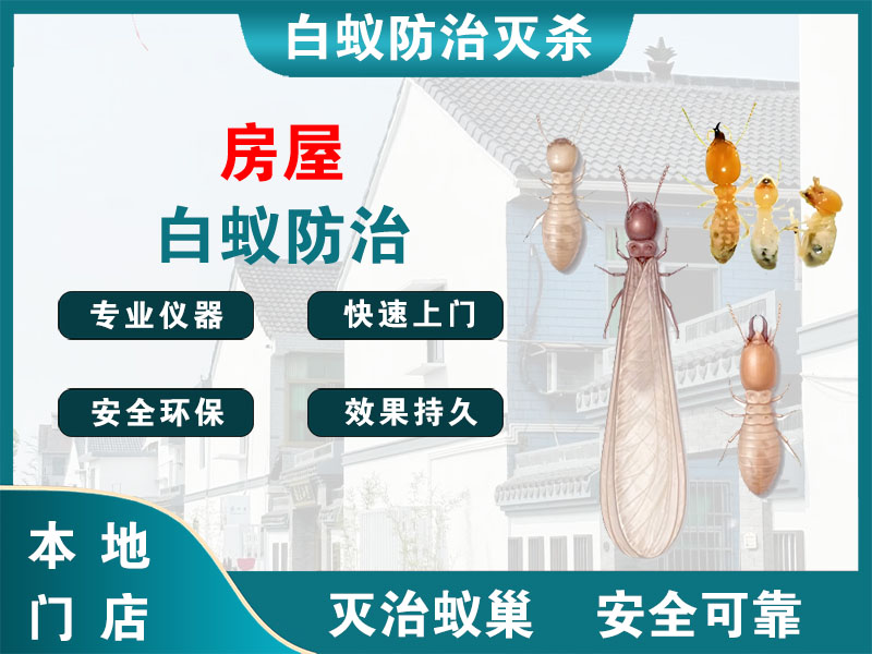金山区房屋白蚁防治